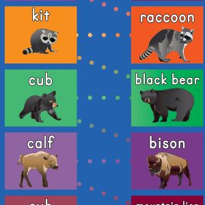 American baby animal hop mat thumbnail, kit/raccoon, cub/black bear, calf/bison, kindergarten curriculum